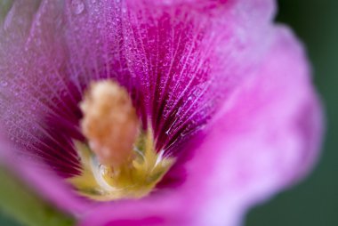 Purple mallow flower clipart
