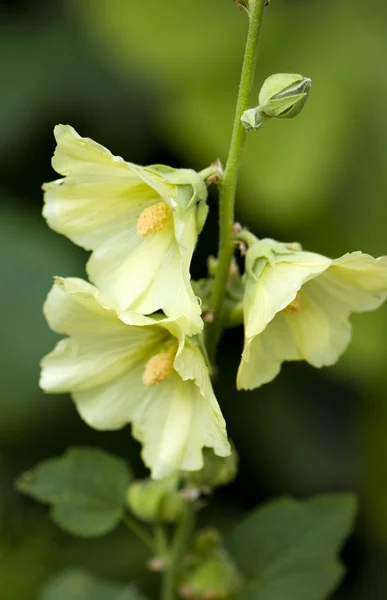 Flor de malva branca no jardim — Fotografia de Stock