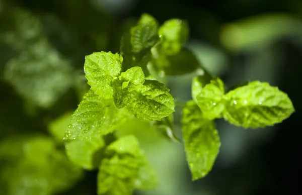 Fresh garden mint — Stock Photo, Image
