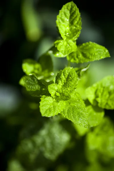 Fresh garden mint — Stock Photo, Image