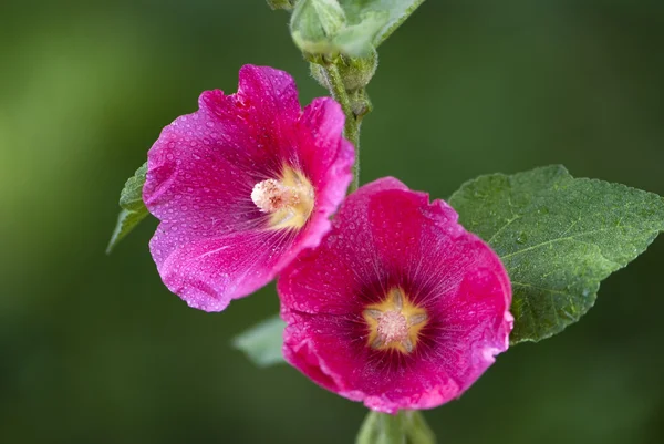 Lila mallow blomma — Stockfoto