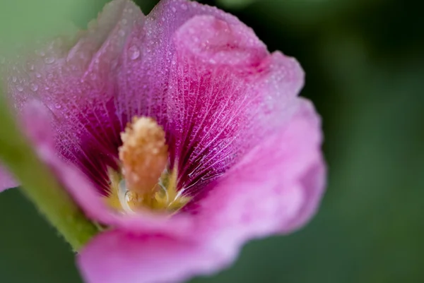 Flor de malva roxa — Fotografia de Stock