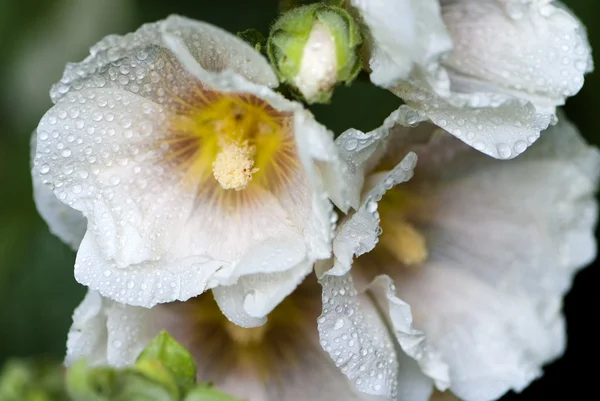 Flor de malva branca no jardim — Fotografia de Stock