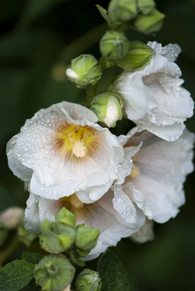 Flor de malva blanca en el jardín —  Fotos de Stock