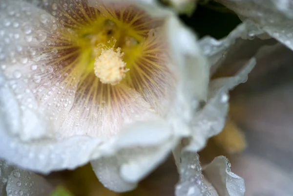 Fleur de mauve blanche dans le jardin — Photo