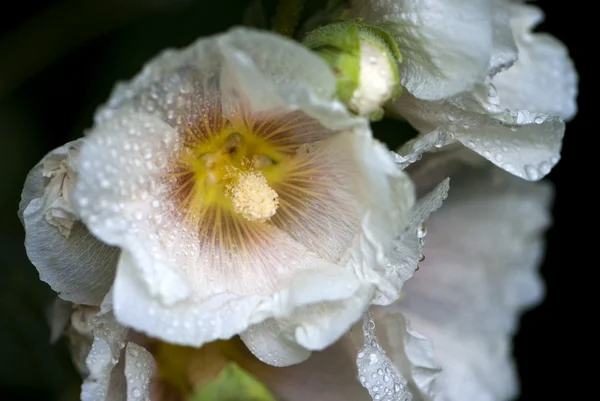 Flor de malva blanca en el jardín —  Fotos de Stock