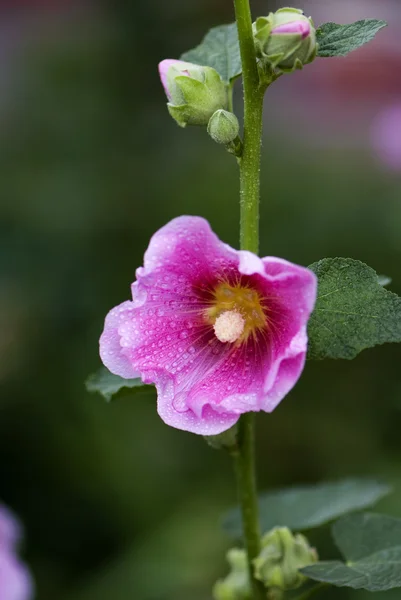 Flor de malva púrpura —  Fotos de Stock