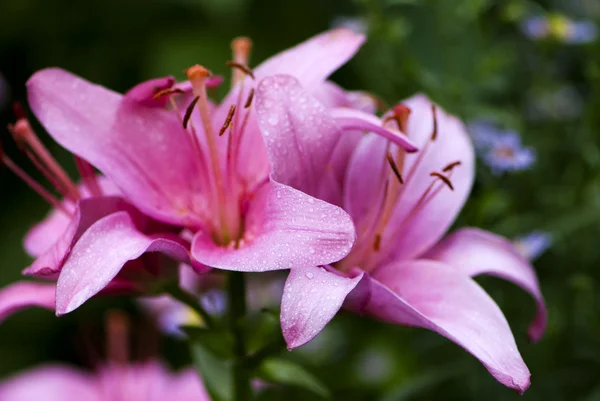 Lirios rosados en el jardín —  Fotos de Stock