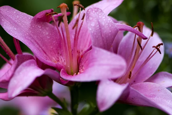 Розовые лилии в саду — стоковое фото
