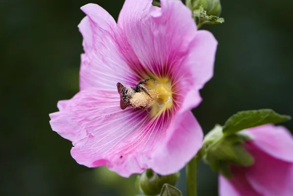 Violette Malvenblüte Stockfoto
