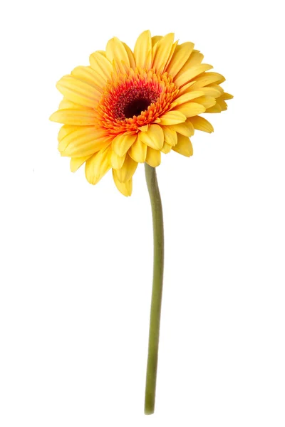 Yellow daisy flower isolated on white — Stock Photo, Image