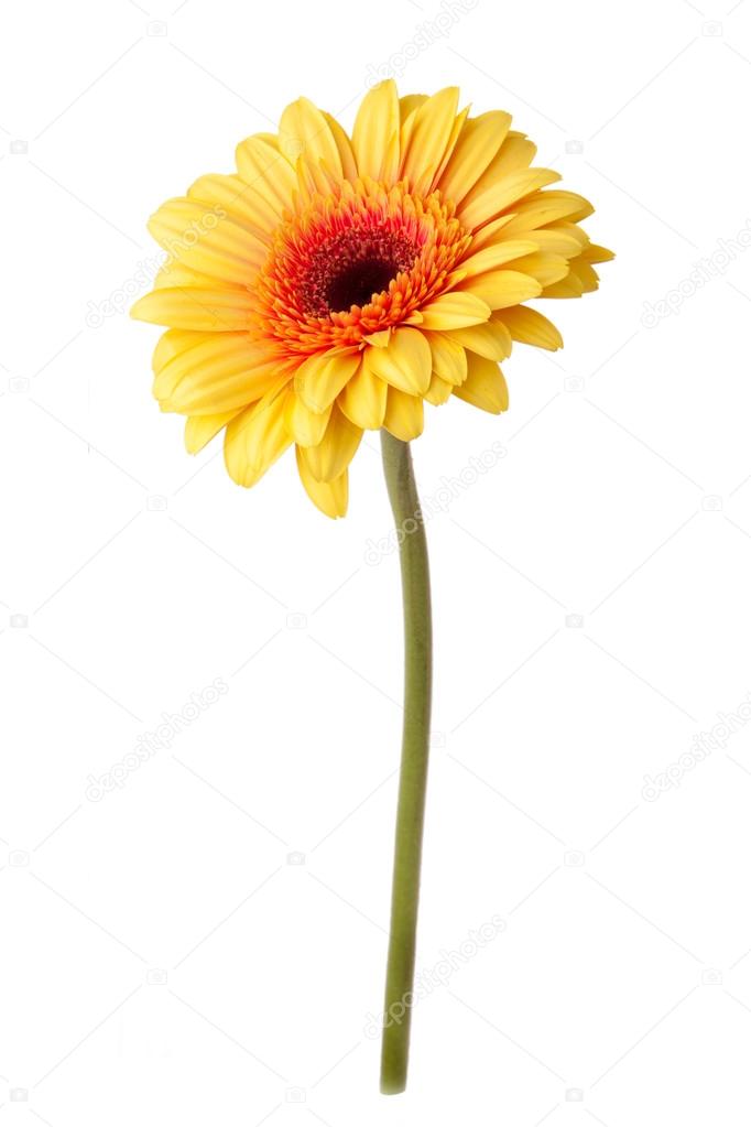 Yellow daisy flower isolated on white