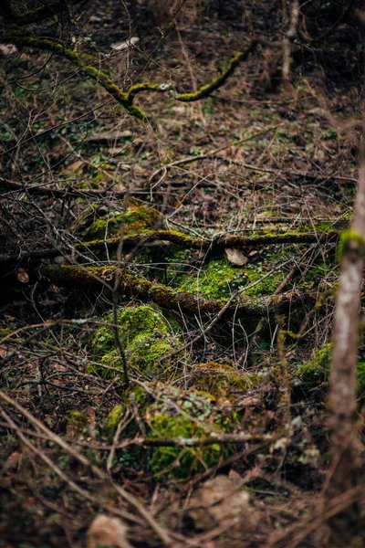 Gevallen Bomen Bossen Bedekt Met Mos Het Mos Bedekt Rotsen — Stockfoto