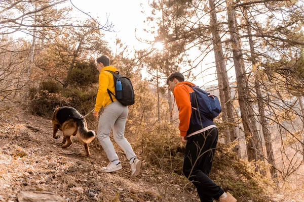 Nanılmaz Yakışıklı Erkek Arkadaşlar Ormanda Köpekle Yürüyüş Yaparken Eğleniyorlar — Stok fotoğraf