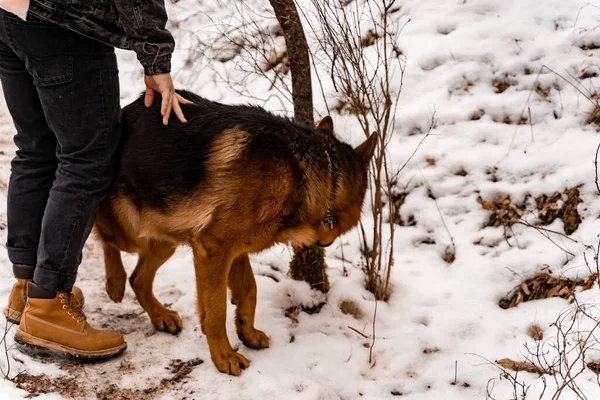 Incredibile Attraente Proprietario Piedi Accanto Cane — Foto Stock