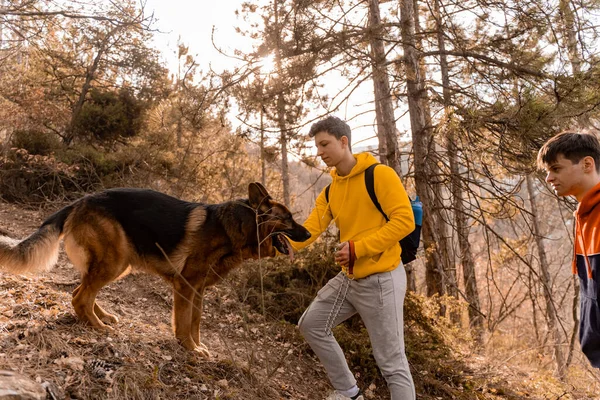 Geweldige Knappe Mannelijke Vrienden Wandelen Samen Met Hond Het Bos — Stockfoto