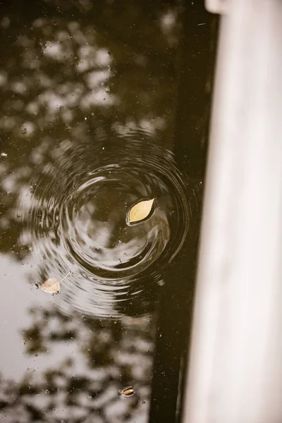 Awsome Amazing Spring Weather Making Leafs Fall Some Them Floating — Stock Photo, Image