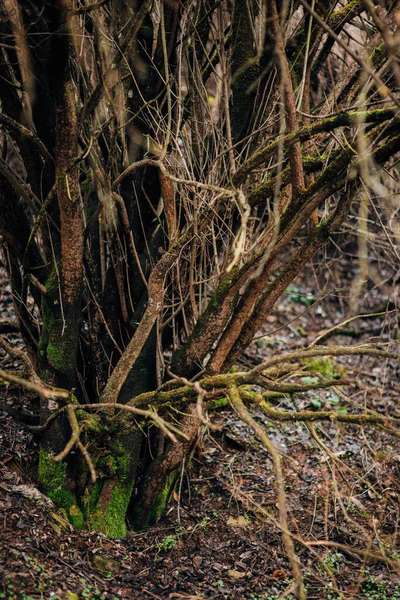 Paisagem Florestal Com Árvore Musgosa Verde — Fotografia de Stock