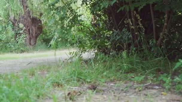 Çekici Güzel Kız Parkta Hızlı Koşarken Bulutlu Havanın Tadını Çıkarıyorlar — Stok video