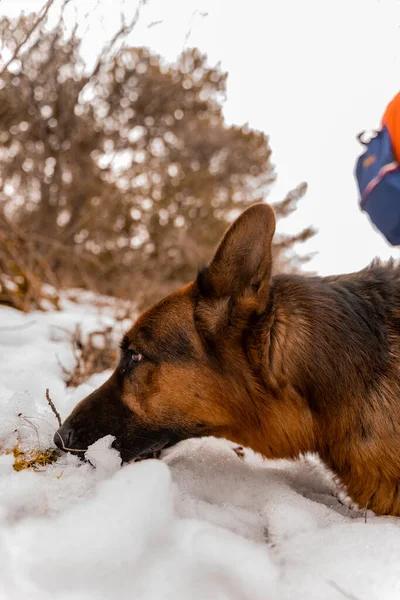 Amazing Adorable Dog Smelling Snow Close — Foto Stock