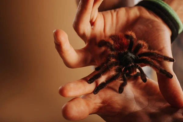 Zbliżenie Puszystej Tarantuli Stojącej Rękę Mężczyzny Studio — Zdjęcie stockowe