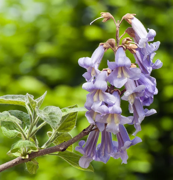 pavlovniya. Adam'ın ağacı