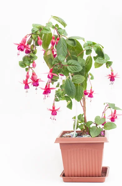 Fuchsien im Topf — Stockfoto