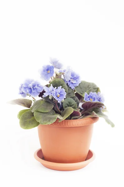 African Violet — Stock Photo, Image