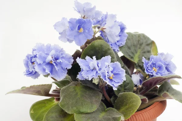 African Violet — Stok fotoğraf