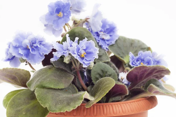 African Violet — Stock Photo, Image