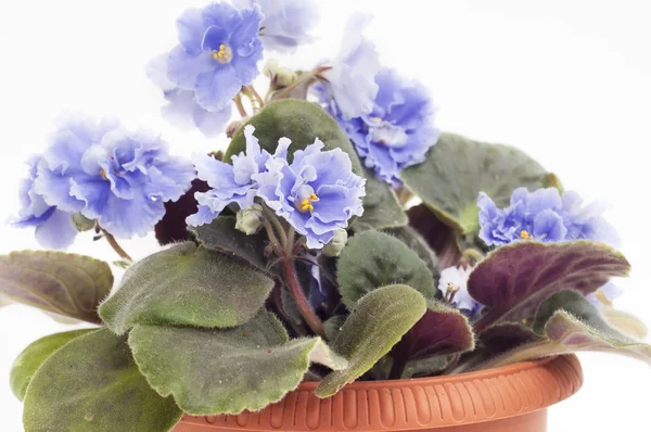 African Violet