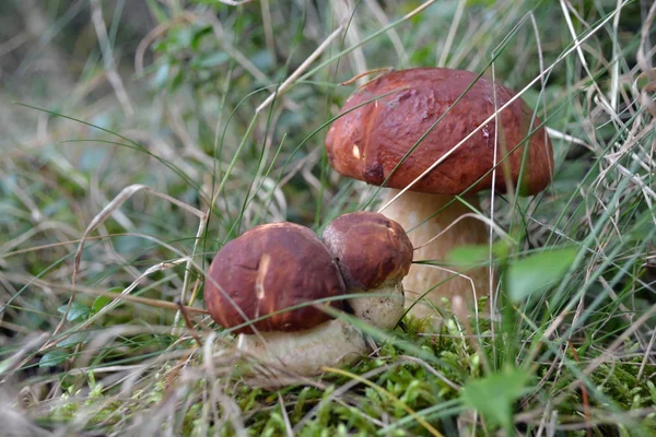 Tre boletuses — Stockfoto