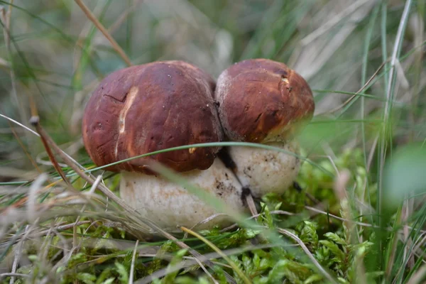 Iki cèpes. — Stok fotoğraf