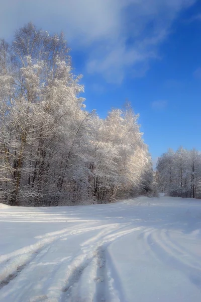 Floresta de inverno em frio amargo . — Fotografia de Stock