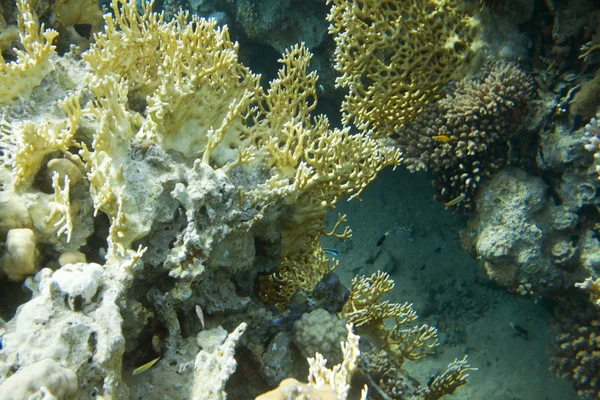 Fire coral — Stock Photo, Image