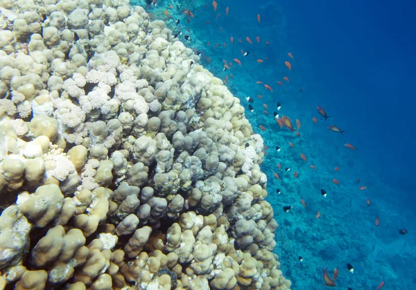 Подводный риф — стоковое фото