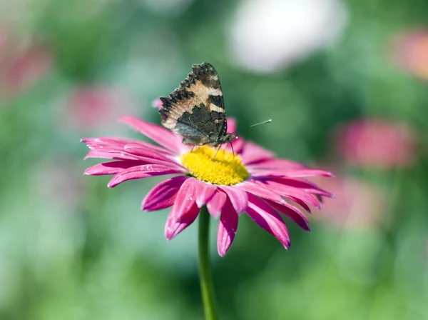 Farfalla — Foto Stock