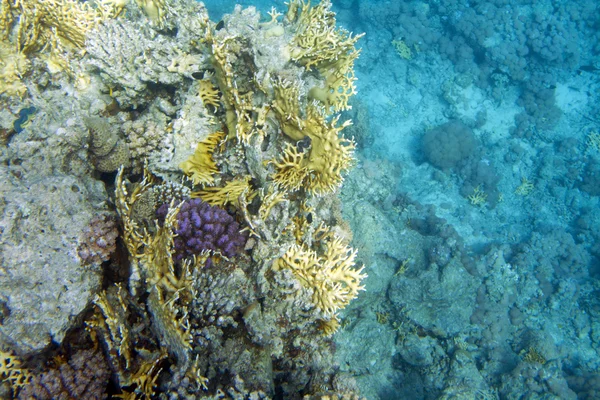 Pocillopora verrucosa and Millepora dichotoma coral — Stock Photo, Image