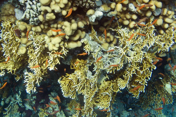 Fuego coral — Foto de Stock