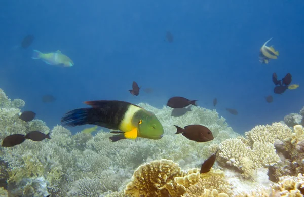 Broomtail wrasse — Stock Photo, Image