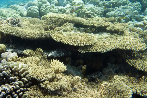 Wrasse och korallrev — Stockfoto