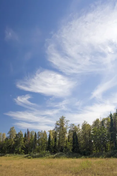 Foresta e cielo — Foto Stock