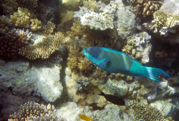 Papageienfisch — Stockfoto