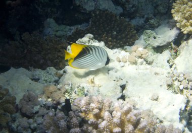 Butterflyfish