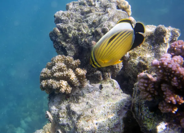 Butterfly fish — Stock Photo, Image