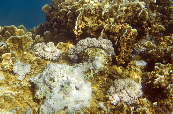 Underwater reef — Stock Photo, Image