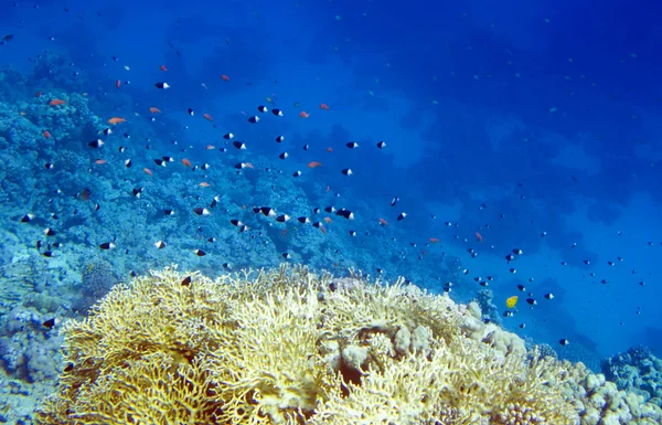 Reef in de rode zee — Stockfoto