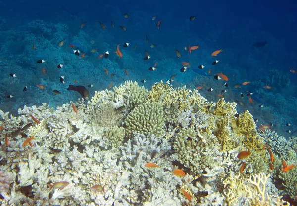 Underwater reef — Stock Photo, Image