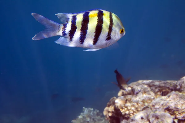 Sergeant major fish — Stock Photo, Image