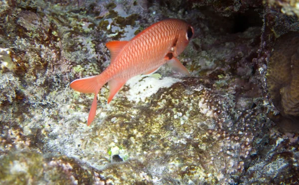 Soldierfish — 图库照片